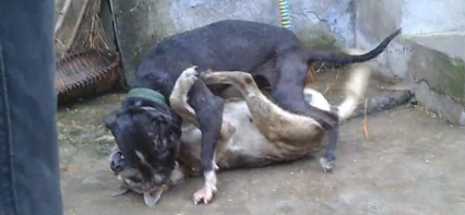 比特犬下乡爆打乡下狗,遭遇几十兄弟围堵复仇,媲美欧美大片