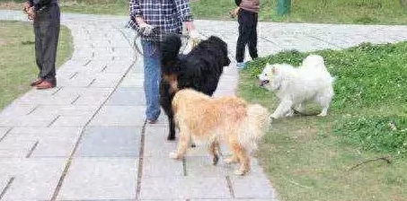 禁养犬名单为何各地不统一?