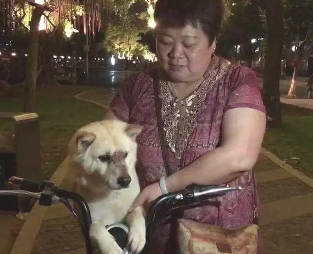土狗伤痕累累跑回家,却還是被主人赶走...狗狗的反映令人心痛