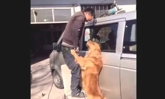 主人家修车,金毛狗狗使坏,結果主人家又气又难堪!