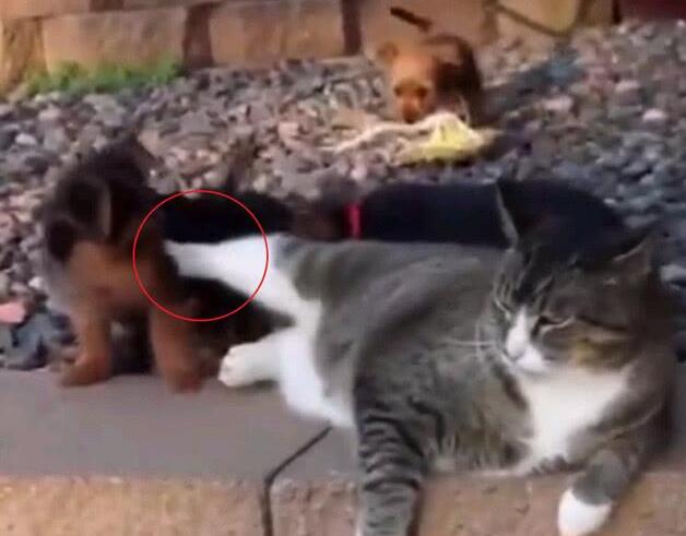 小奶狗错把肥猫当妈妈,结果肥猫一个飞脚:滚开