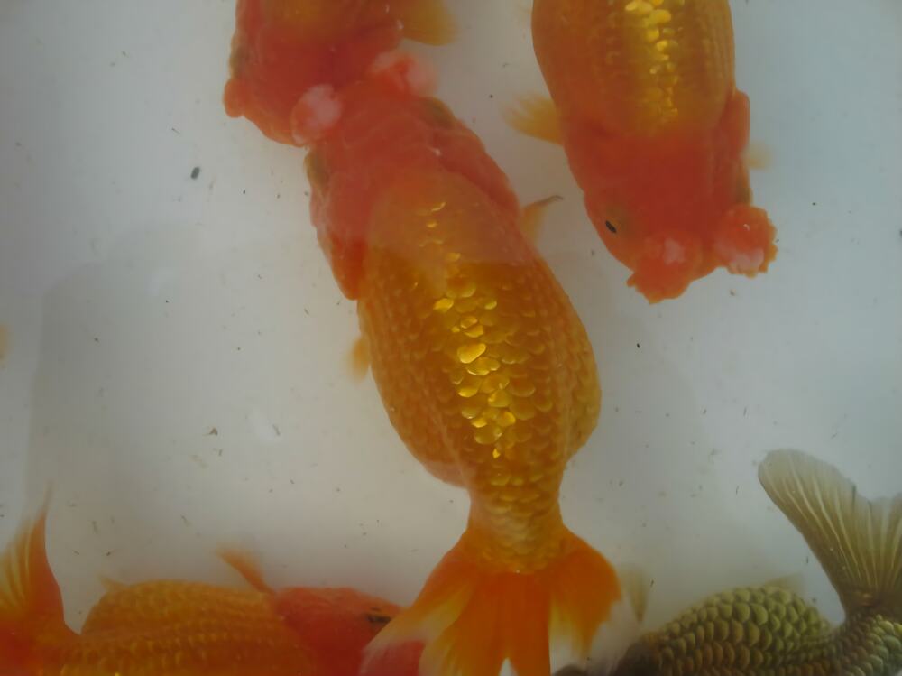 鹅头球身份信息