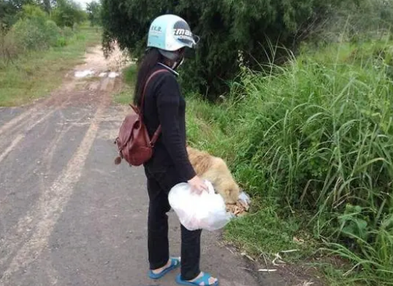 狗狗走丢了,路口等待主人4年,重逢时,它却不跟主人走了
