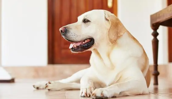 9岁忠犬救下78岁独居老人，被城管带走后12天饿死