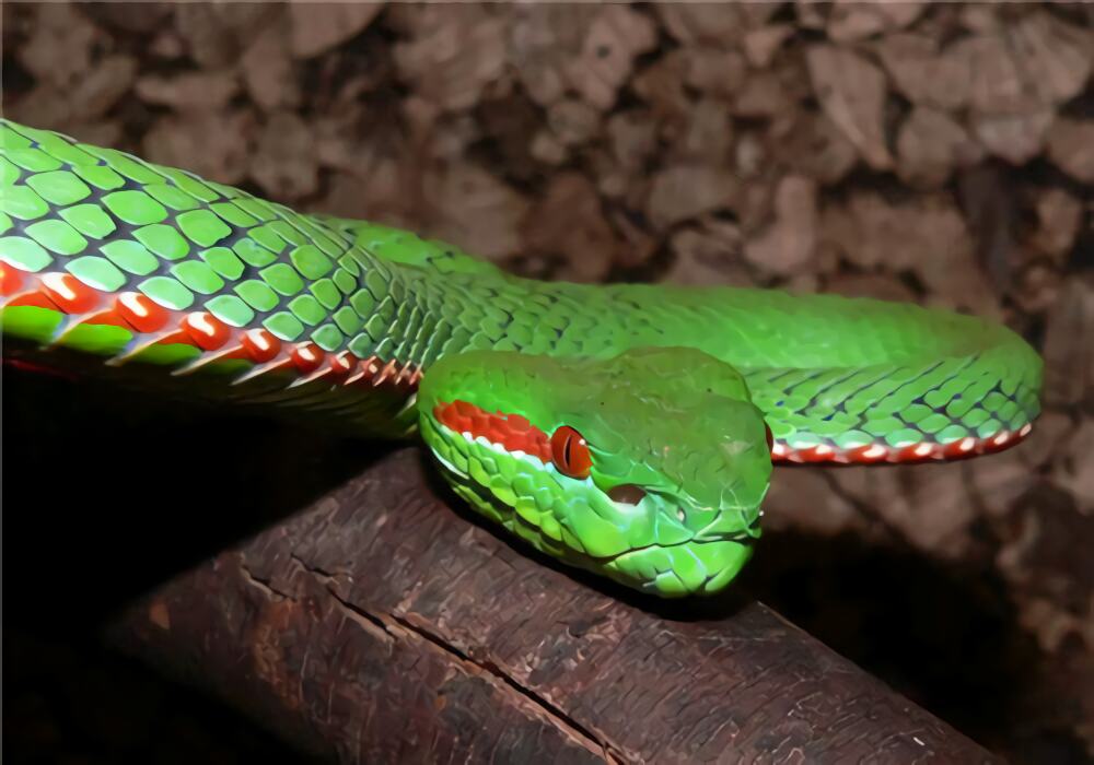 冈氏竹叶青身份信息