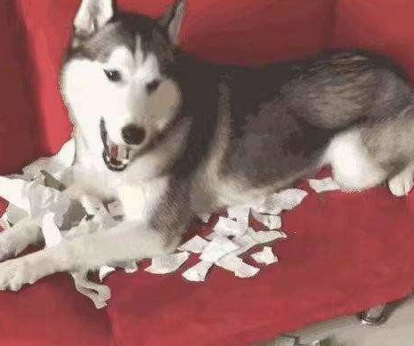 狗狗“沉迷撕纸”的5大缘故,在其中一个缘故,说出去怕你脸发红