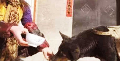 小狗每一次扛吊物,要走4钟头山路,坚持不懈了8年,身后缘故感人至深泪下!