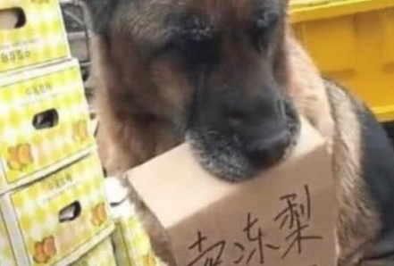 狗子为帮主人节约开支,每日追随主人卖东西,坐着摊前吸引住消费者