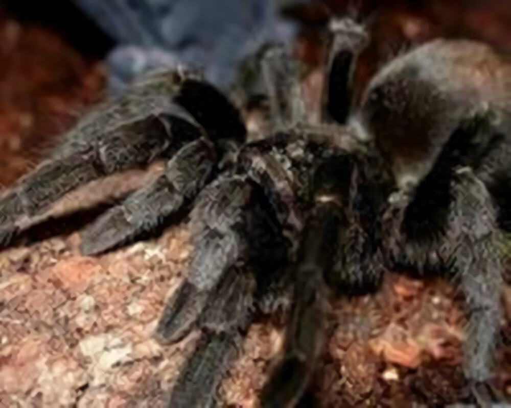 巴西黑身份信息