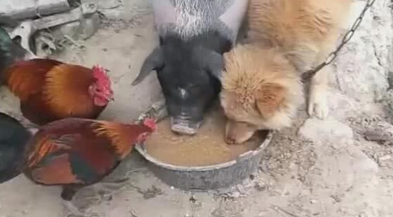 狗狗跟猪恩爱了,一起进餐驱逐鸡,见到这一幕令人不淡定从容