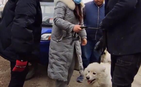丢失半个月的萨摩耶，再见已沦落狗肉车，女主抱狗痛哭，狗贩：人家亏，我也亏