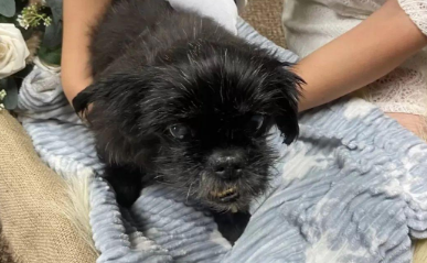 为了不让17岁爱犬错过婚礼,主人决定在宠物医院举办仪式