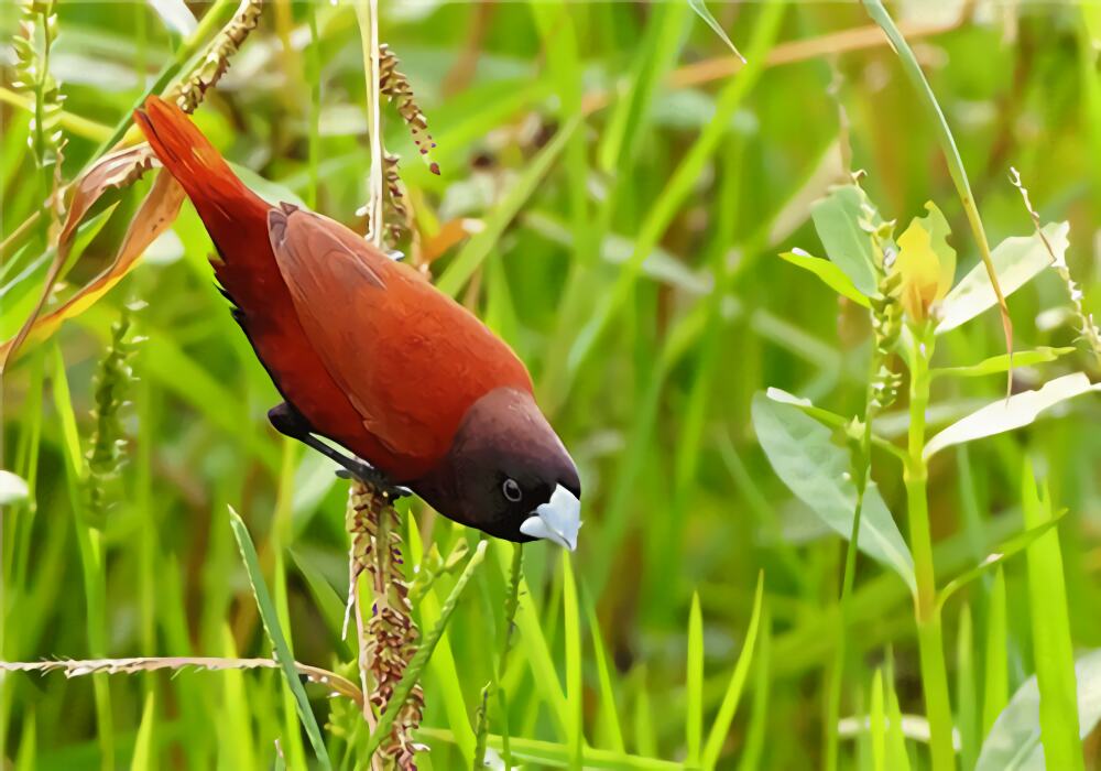 栗腹文鸟身份信息
