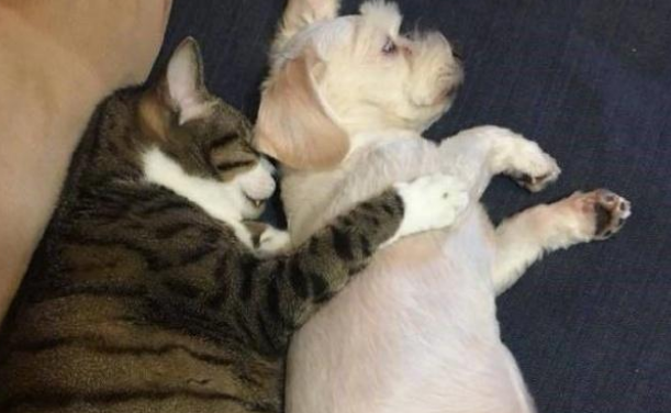 可怜小狗被大猫拥入怀中,动作乖巧但眼神出卖了它