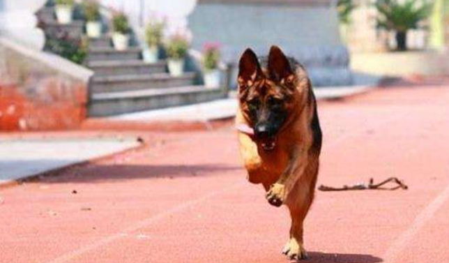 狗狗对你忠不忠心,就看它对你有没有做过这6件事