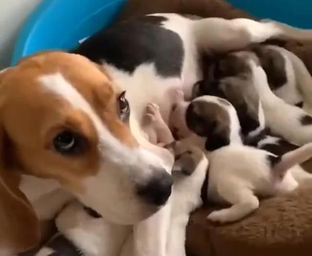 7只纯种比格犬,“连妈带儿”被遗弃街头,原主人是散财童子?