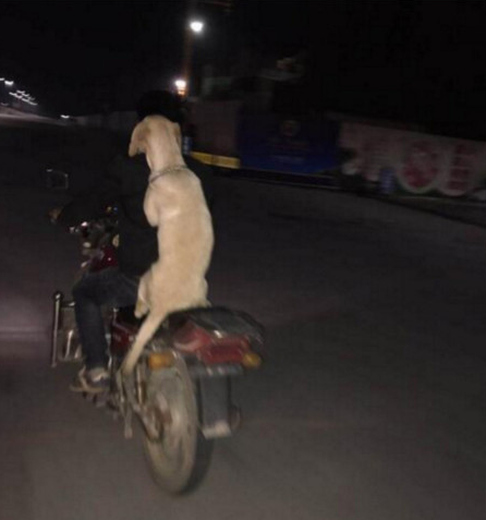 小伙子骑摩托带金毛狗狗兜兜风，金毛狗狗两手环绕着主人后，外露这欠扁的微笑