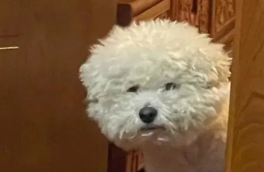 网友晒狗子熬夜前后对比照,简直判若两狗!