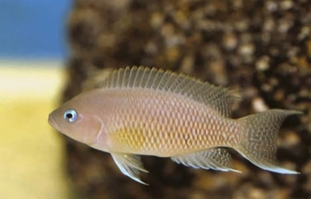 斑尾凤凰身份信息