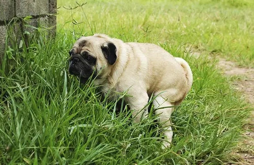 杨迪家狗狗在地上拉稀，杨妈妈上手清理，闻见味道的表情过于真实