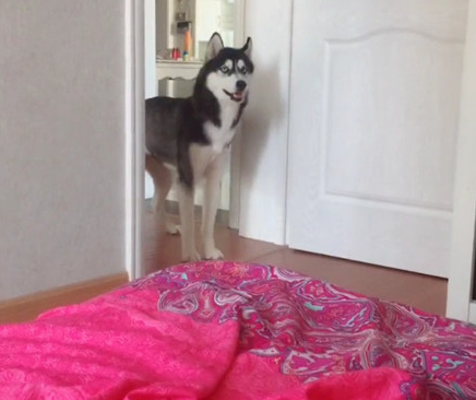 主人严禁狗狗进卧房,二哈不信频繁观察,被发觉后转头就开赛