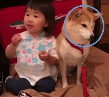 小萌娃给柴犬吃零食,狗狗半推半就的模样,令人大呼:段子手