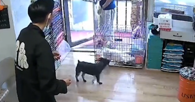 黑龙江一狗狗走丢,自己到宠物店“消费”,店主:它冒雨走7小时