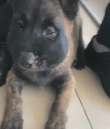 小伙带狗外出,阔别5分钟后出现意外产生,小伙怀着狗立即往医院门诊跑