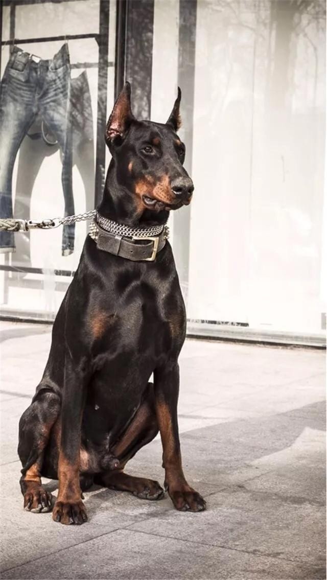 路人见金毛开心合照,转头见杜宾犬一脸嫌弃:会咬人吗?