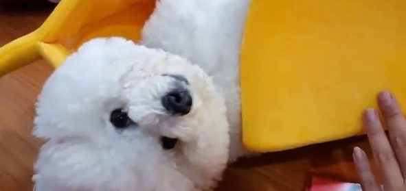 超萌的比熊犬爬进大香蕉休息 网友错认为是棉花