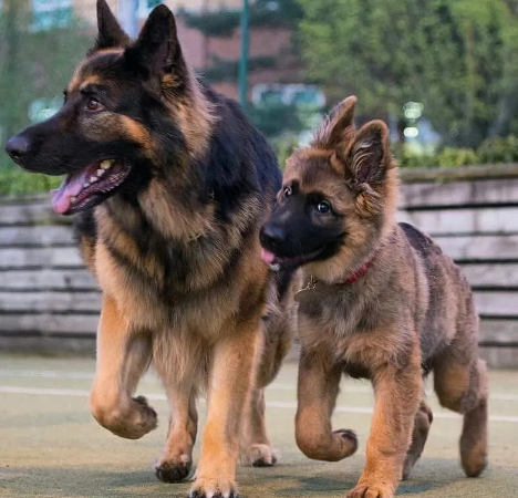 穿警服的大魔头:马犬,从小喽啰到C位的逆袭