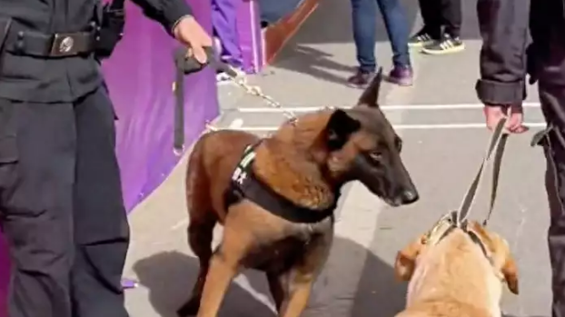 警犬执勤时憋不住拉粑粑,满脸羞愧,网友:带薪拉屎!