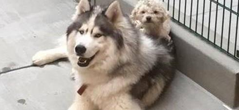 哈士奇与贵宾犬相互依靠,获救还在一起
