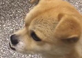 狗狗出世便是兜齿,热情,顾客一看禁不住多看看!
