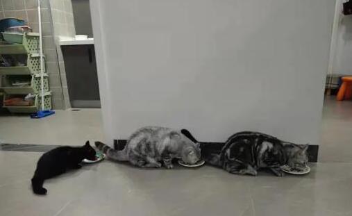 女子被宠物猫咬伤险些截肢,医生提醒:三伏天不要“逗狗撸猫”