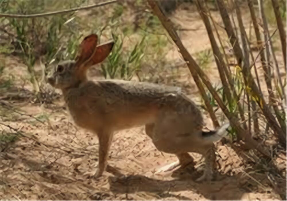 塔里木兔身份信息
