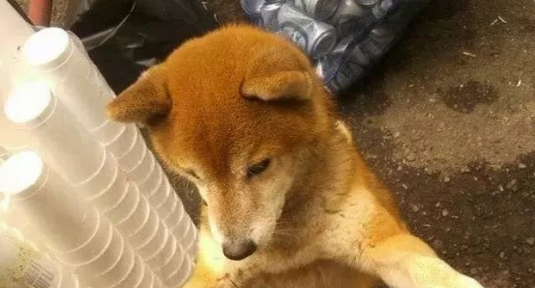 17岁柴犬痴呆走不动路,睡醒见不到主人,狗狗居然伤心到哽咽流泪