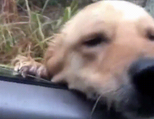 路上偶遇走丢爱犬,时隔一年已生4娃,主人:特别的缘分