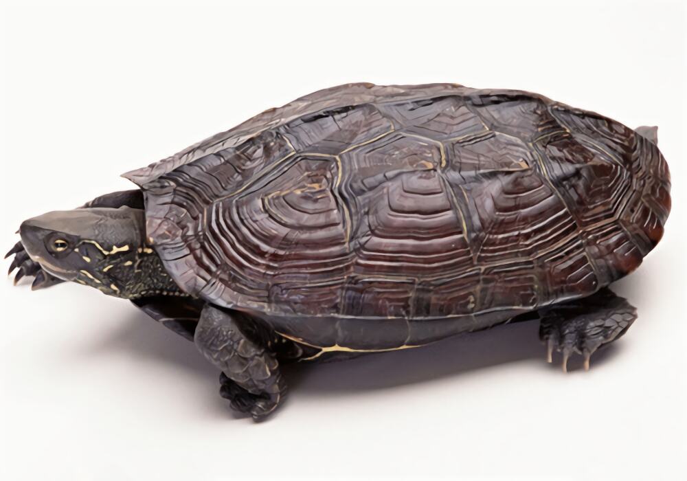 云南闭壳龟身份信息