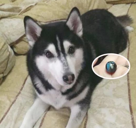 将14岁家狗骨灰烧制硫璃，她见圆珠上浑然一体的黑与白狗脸，红了眼圈…