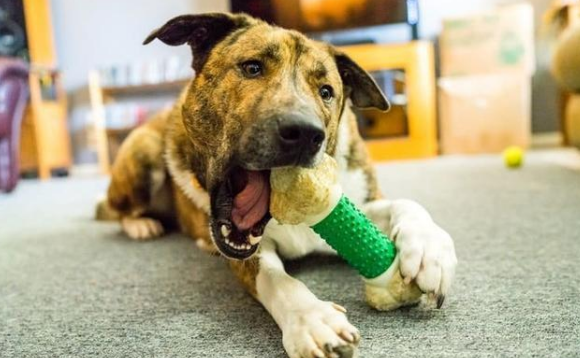 一只医院里的治疗犬，总会给患者治愈的力量，戴帽子的样子太可爱