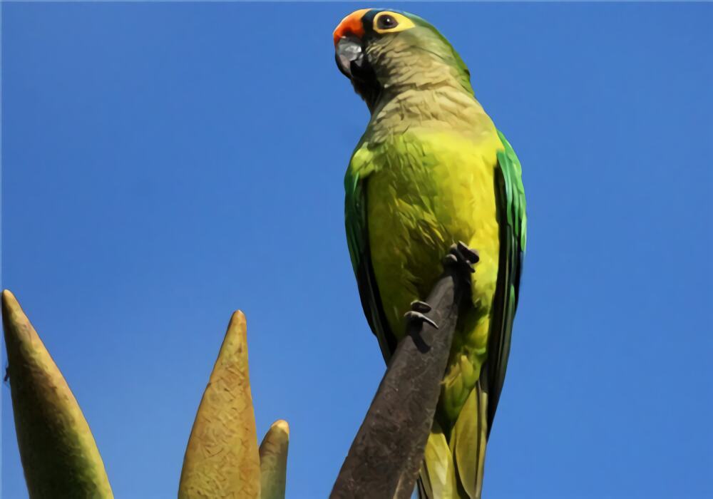 桃额锥尾鹦鹉身份信息