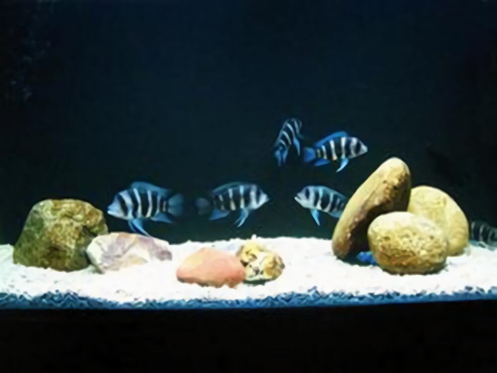 短鼻六间鱼身份信息