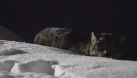 库车一只雪豹下山觅食 与6只牧羊犬对峙3分钟
