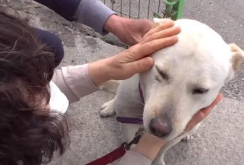 看门犬尽职尽责却不被重视,后来失踪9天独自找回家,赢得了尊重