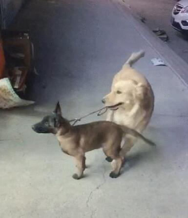 主人让金毛去照看马犬,金毛一脸不愿意,马犬:咋地,委屈你啦?