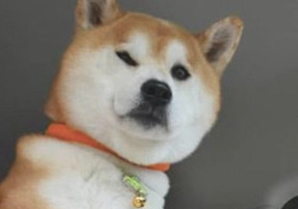 柴犬每一次乘车时,都是坐在前坐椅的护栏上
