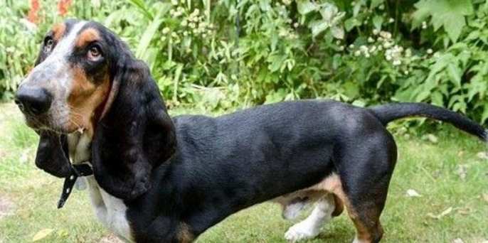 巴吉度犬不幸坠楼 因似“小飞象”般的大耳朵救了性命