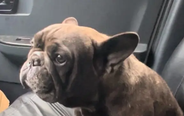 再次流浪,曾价值过万的斗牛犬直发抖,一个多月后它再次迎来希望