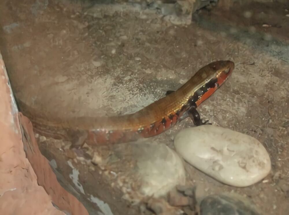 火焰石龙子身份信息